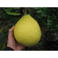 Ponderosa Lemon