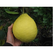 Ponderosa Lemon