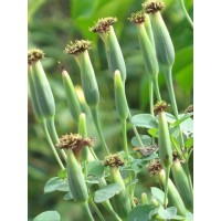 Porophyllum Ruderale