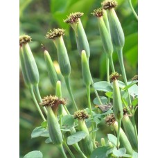 Porophyllum Ruderale