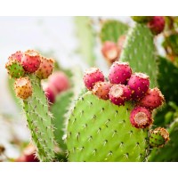 Prickly Pear Cactus