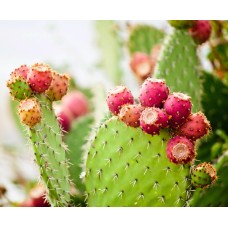 Prickly Pear Cactus