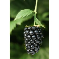 Prime Ark Freedom Blackberry