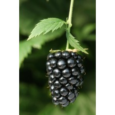 Prime Ark Freedom Blackberry