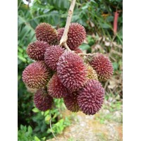 Pulasan