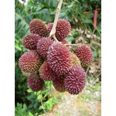 Pulasan