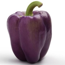 Purple Bell Pepper