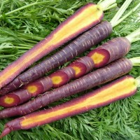 Purple Carrot