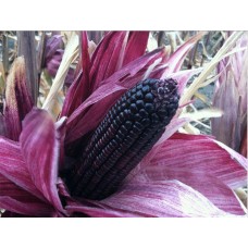 Purple Corn
