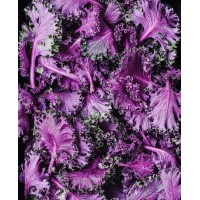 Purple Kale