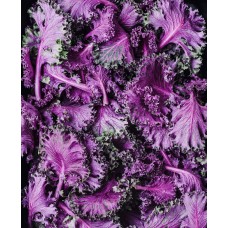 Purple Kale