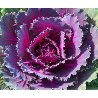 Purple Lettuce