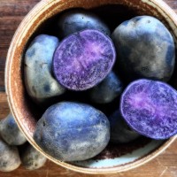 Purple Majesty Potato