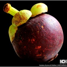 Purple Mangosteen