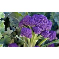 Purple Sprouting Broccoli