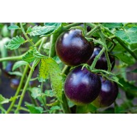 Purple Tomato