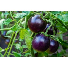 Purple Tomato