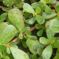 Purslane