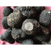 Périgord Truffle
