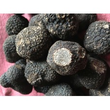 Périgord Truffle