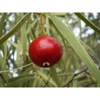 Quandong