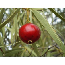 Quandong