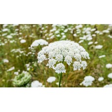Queen Anne's Lace