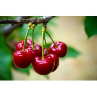 Queen Anne’s Cherry