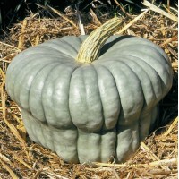 Queensland Blue Squash