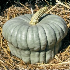 Queensland Blue Squash