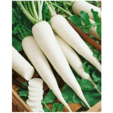 Radish