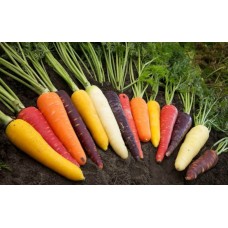Rainbow Carrot