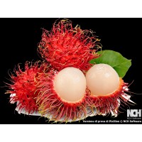 Rambutan