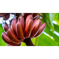 Red Banana