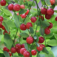 Red Huckleberry