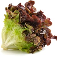 Red Leaf Lettuce