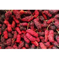 Red Mulberry
