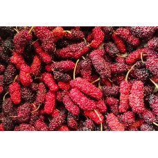 Red Mulberry