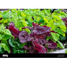 Red Orach