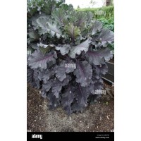 Red Russian Kale