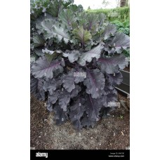 Red Russian Kale