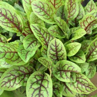 Red Sorrel