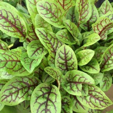 Red Sorrel