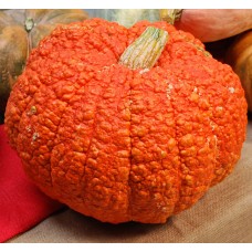 Red Warty Thing Squash