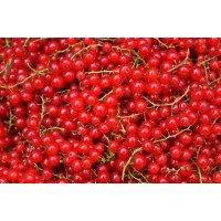 Redcurrant