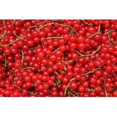 Redcurrant