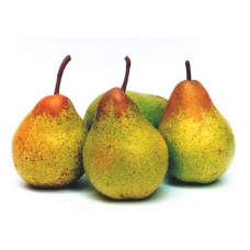 Rocha Pear