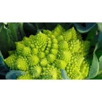 Romanesco