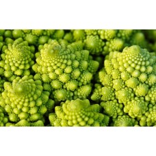 Romanesco Broccoli