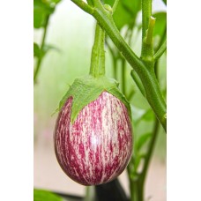 Rosa Bianca Eggplant